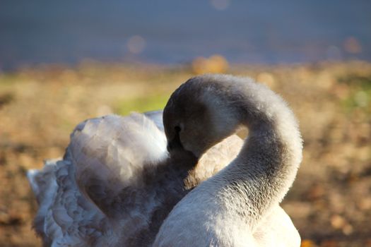 Close-up image of a young Mute swan.