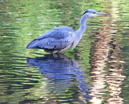 Close-up image of an adult Grey heron.