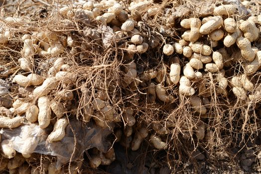 Freshly dug, or turned, peanuts cling to the roots of their plants as they dry in the sun