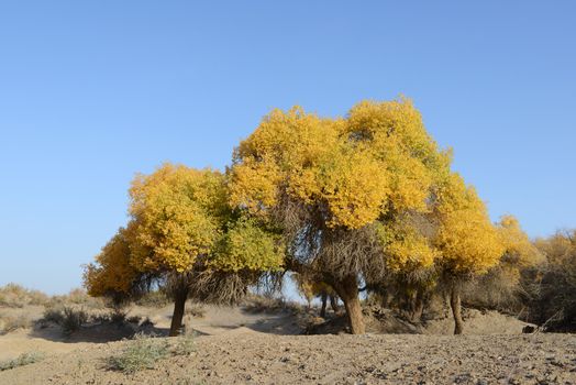 Populus euphratica trees in Ejina, Inner Mongolia, China