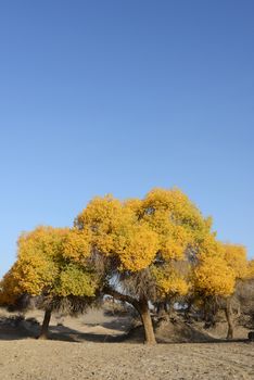 Populus euphratica trees in Ejina, Inner Mongolia, China