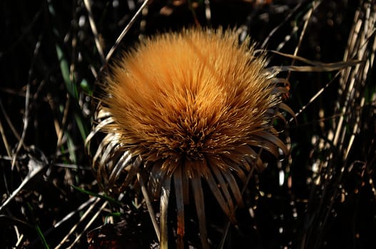 yellow flower with many spikes and seeds