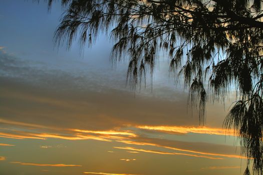 Casuarina trees framed against a sunset sky.