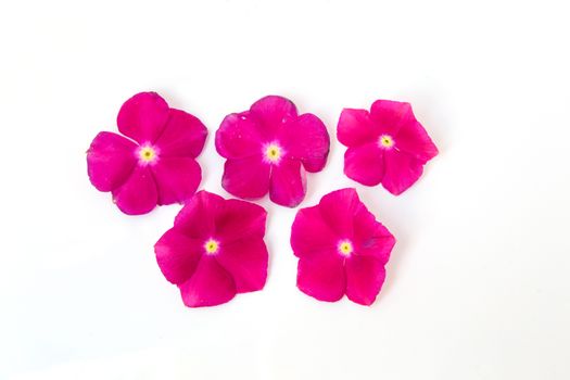 vinca rosea Flower Catharanthus roseus Madagascar periwinkle