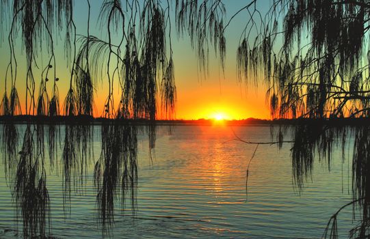 Tropical casuarina tree against the rising sun.