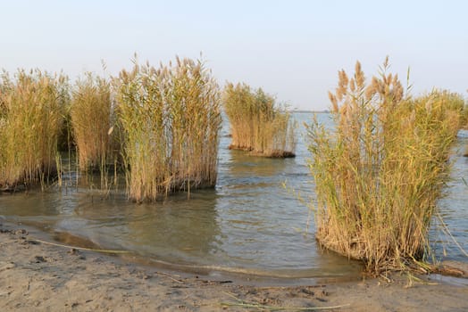 Landscape of lake with reeds growing in the water