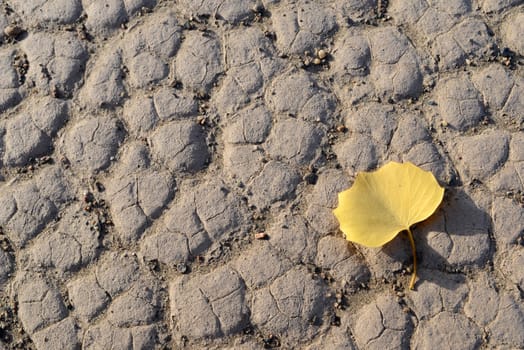 Landscape of desert with a golden leaf in Northwest of China