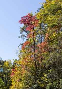 This trees in the Fires Creek area of North Carolina, show bright splashes of Fall colors.