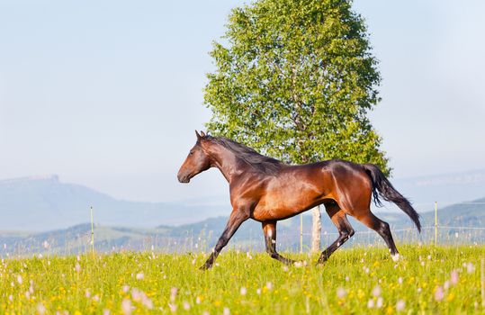bay horse goes on a green meadow