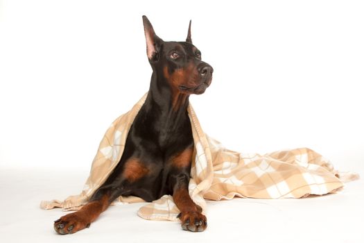 Very sick dog under a blanket, isolated on white