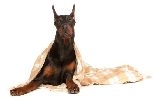 Very sick dog under a blanket, isolated on white