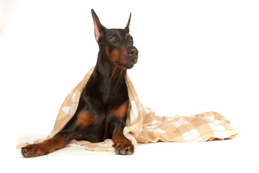 Very sick dog under a blanket, isolated on white