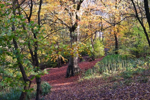 A colorful Autumn landscape.