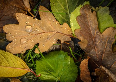 A Background Texture Of Wet Autumn Leaves