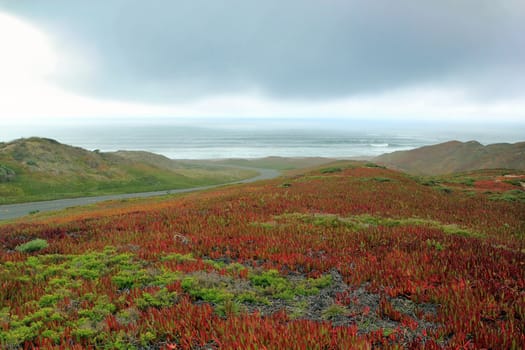 Beautiful Coastline with flowering plant