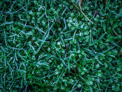 Frost And Ice On Mossy Grass In Winter