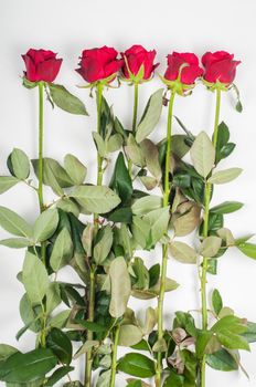 Red roses, top view on the light background