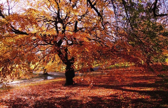 A colorful Autumn landscape.