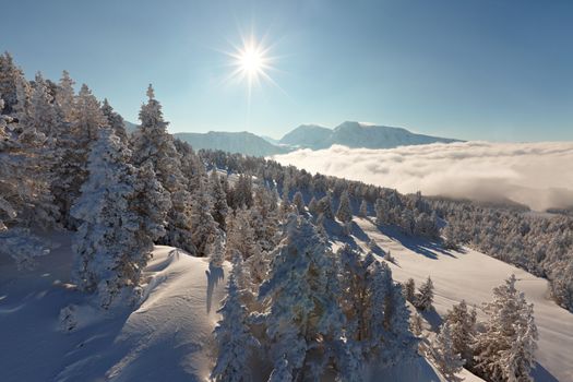 Snowy pine trees on a winter landscape