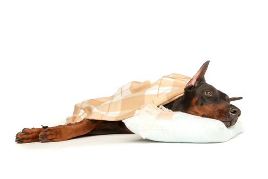 Very sick dog under a blanket, isolated on white