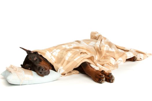 Very sick dog under a blanket, isolated on white