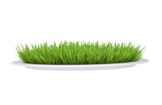 Green grass on a plate. Isolated render on a white background