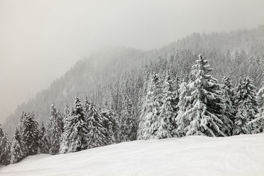 Forest in winter covered by snow