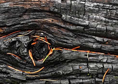 backgrounds or texture a charred wood sprinkled with spruce pine needles