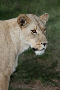 Beautiful lioness staring into the distance with large brown eyes