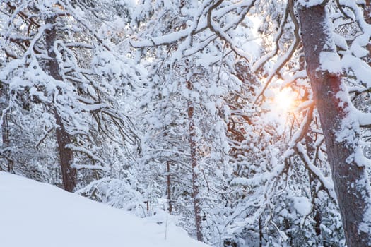 Sun shining through snowcapped trees