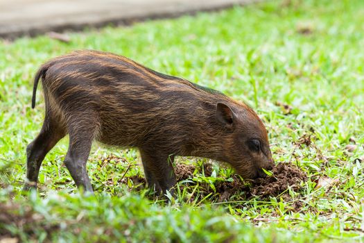 Baby wild boar digging grass