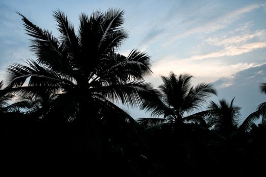 Palm tree leaf silhouettes