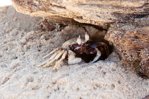 Sand crab and hole home