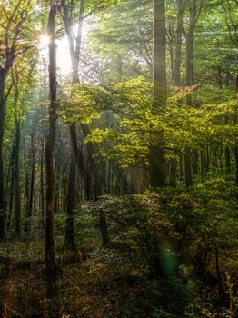 The low warm autumn sun shines through the deciduous forest