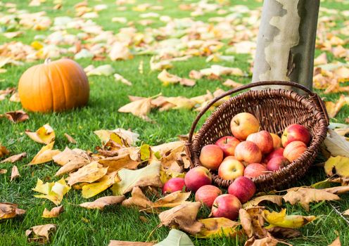 Wicker basket with red apples on a meadow with autumn leaves.