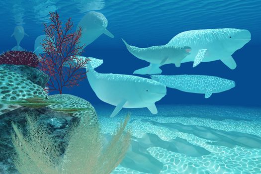 A pod of Beluga whales swim past by a colorful reef environment.