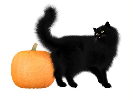 The black cat and pumpkins are a symbol of autumn seasonal Halloween festivities.