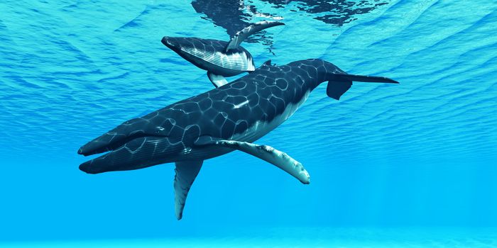 A Humpback whale mother swims with her calf on their migration route through ocean waters.