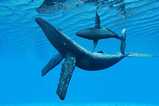 A Humpback Whale calf swims around its mother in a graceful ocean dance.