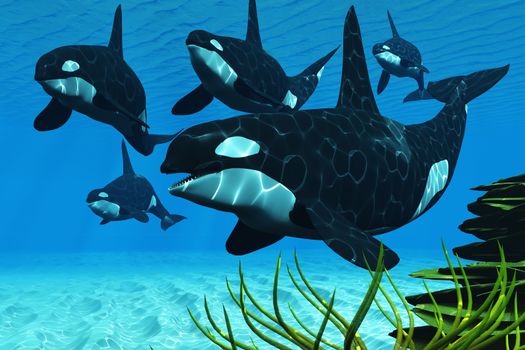 A pod of Killer whales swim along a reef looking for fish prey.