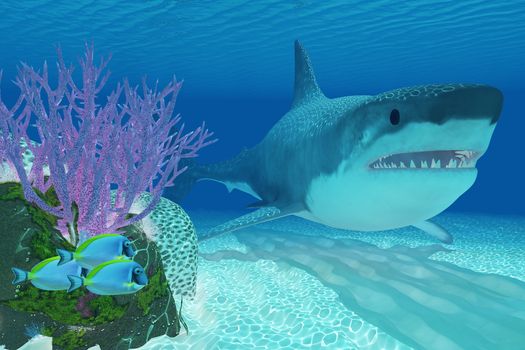 A huge Megalodon shark swims next to a colorful coral reef in clear ocean waters.