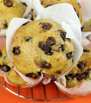Freshly baked chocolate chip muffins straight from the oven.
