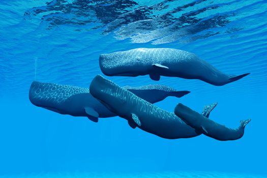 A Sperm Whale family swim together and share a close bond between them.