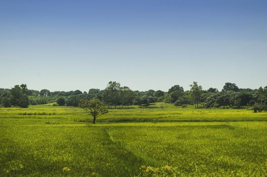 Lone tree in the middle of a rice filed, Philippines