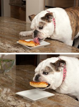 Bulldog eating pizza