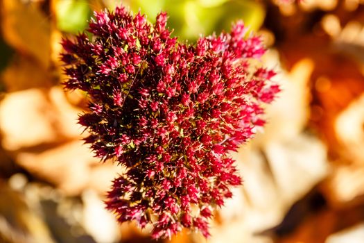 Autumn flower close-up shot in the woods