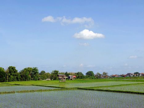 Rice field, white clouds and blue sky, Bali, Indonesia.