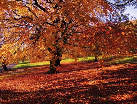 A colorful Autumn landscape.