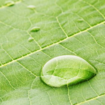 Water drops on green fresh leaf macro