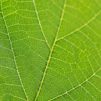 Fresh dreen leaf texture macro close-up